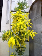 Kända vårtecken i Turino, Mimosa