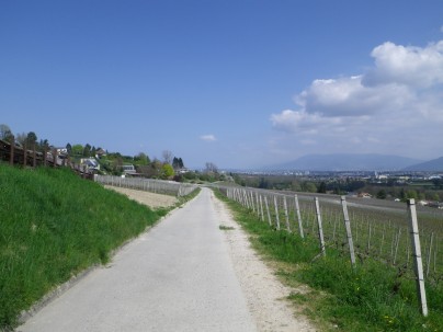 IMGP0519